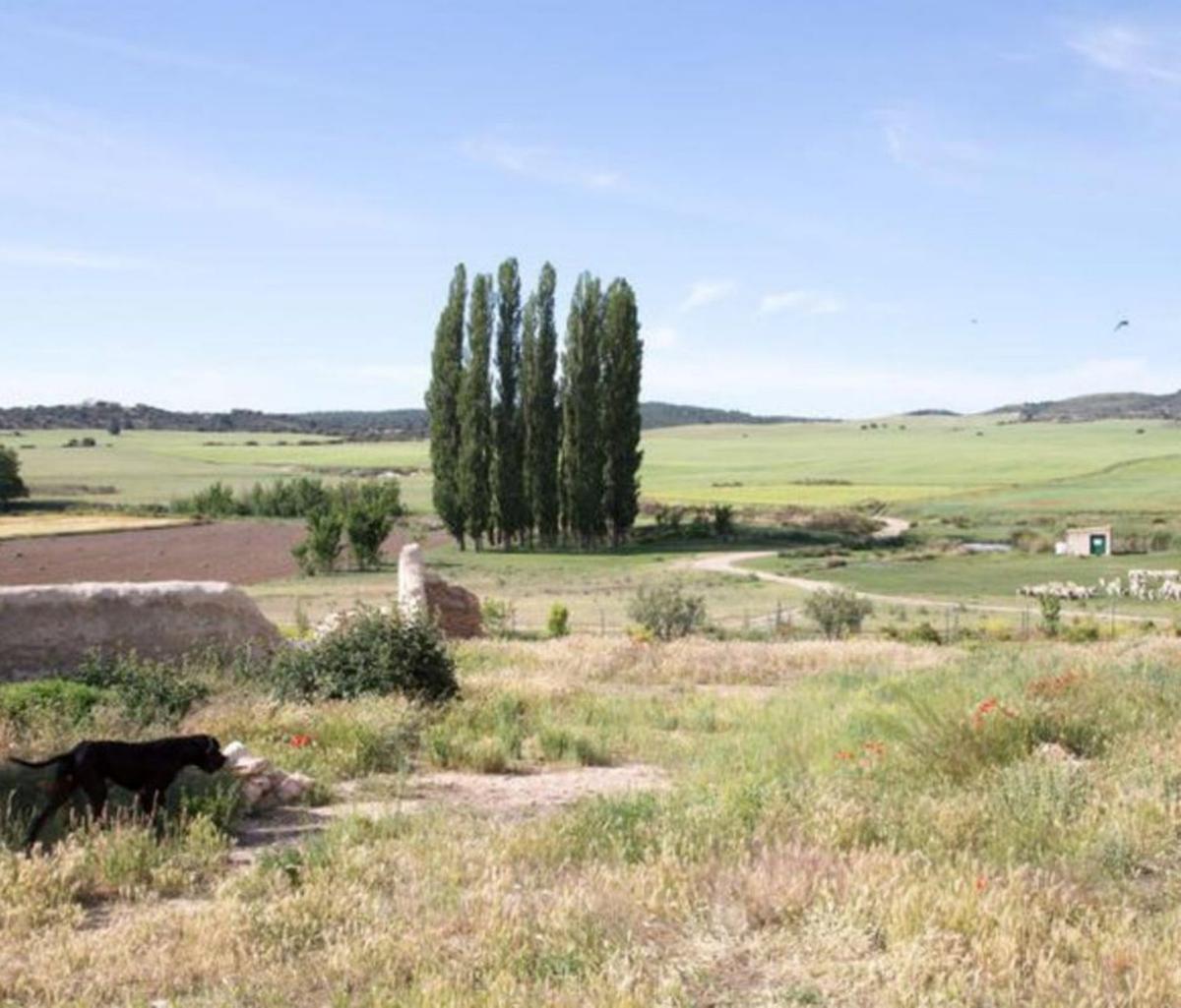 En la finca La Junquera se pretende plantar 10.000 árboles.                              | L.O.