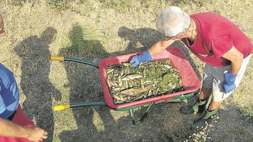 Miles de tencas aparecen muertas por falta de oxigenación del agua