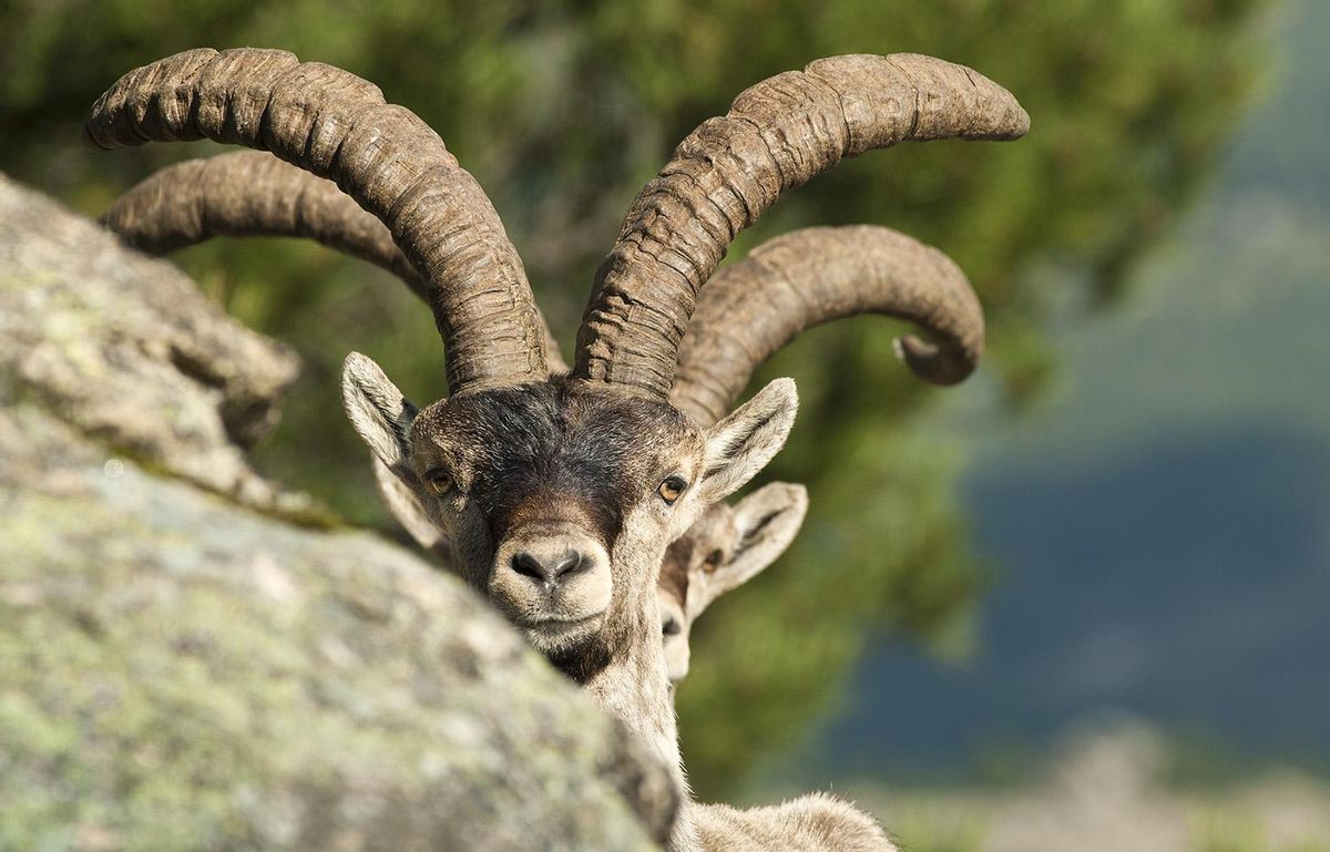 Actualmente y según el último censo realizado en 2024, se estima una población de 3.721 ejemplares en el Parque Natural Sierra de Guadarrama.
