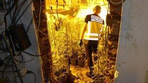 Confiscades 800 plantes de marihuana i tres detinguts en plantacions de localitats de Girona