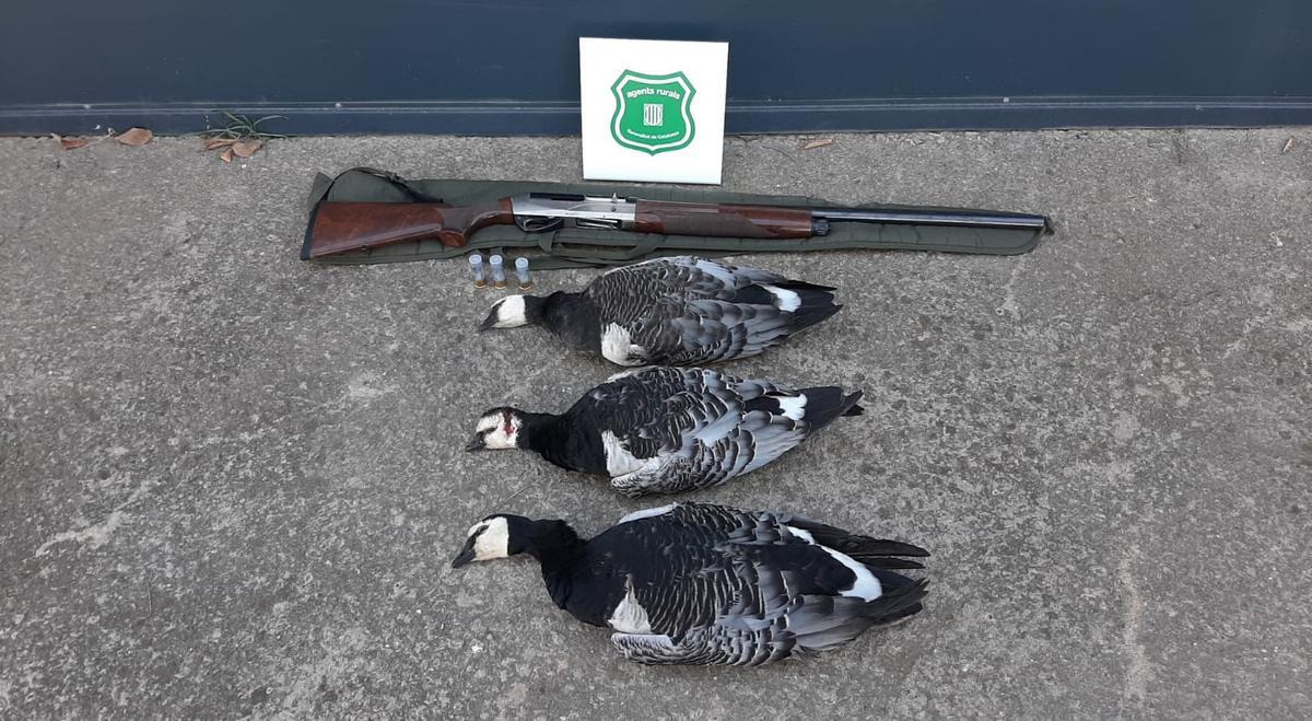 El arma decomisada por los rurales y las tres barnaclas cariblancas muertas.