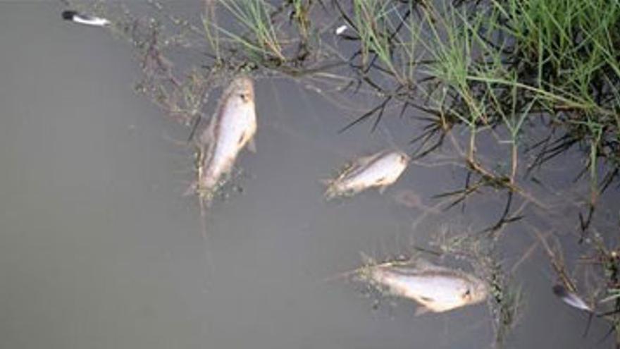 Medio Ambiente recoge 6.000 kilos de peces muertos del Guadiana a su paso por Mérida