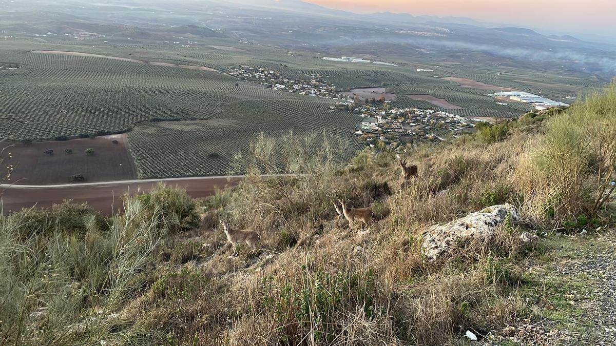 La plantación se realizará en la Sierra de Aras.