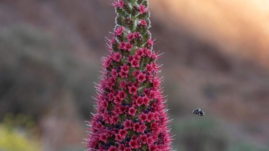 Un tajinaste en flor en una imagen de archivo.