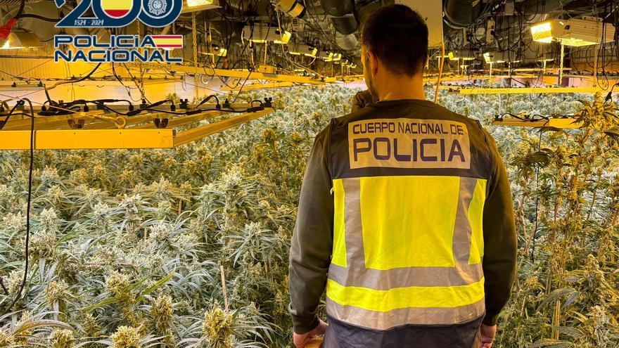 La Policía de Elche incauta más de 6.000 plantas de marihuana en una nave en Algorfa