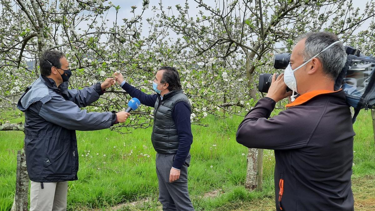 La floración del manzano, en la televisión