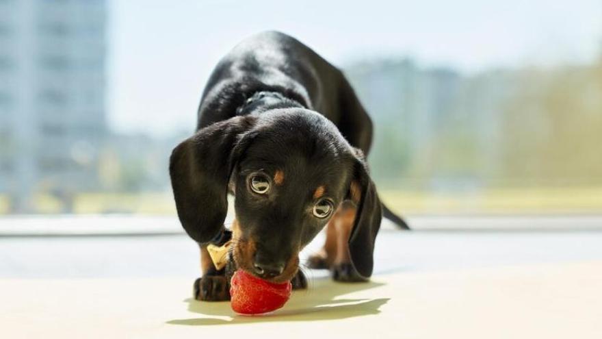 Descobreix les fruites que poden ingerir els gossos