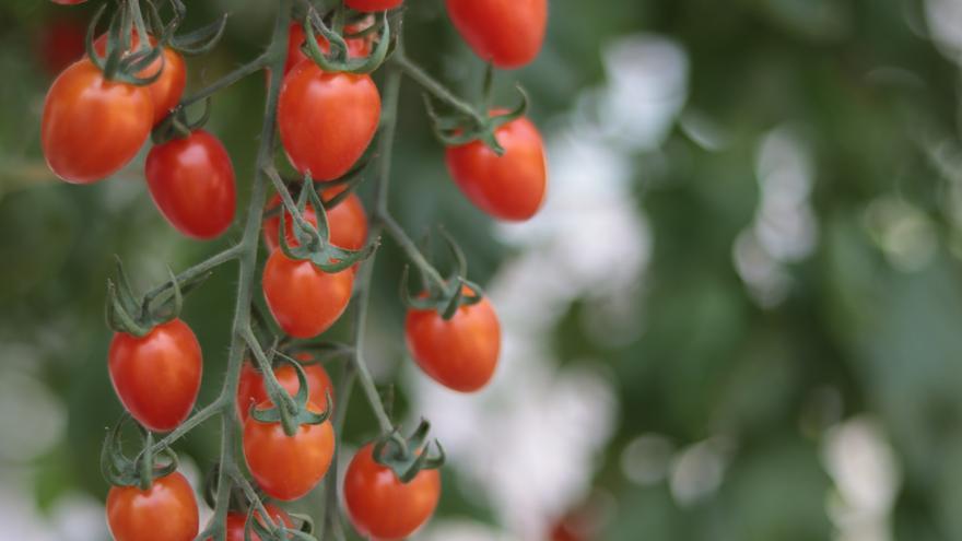 Alarma por un brote de salmonella en tomates cherry