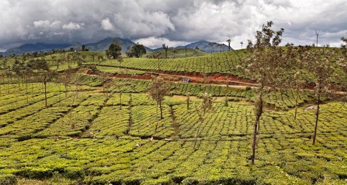 Campos de té en Kerala.