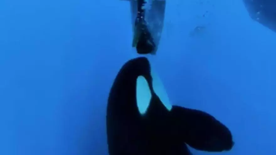 La Xunta financia una APP para que los barcos esquiven las orcas