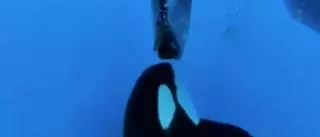 Las orcas pasan al frente con un ataque cada dos días