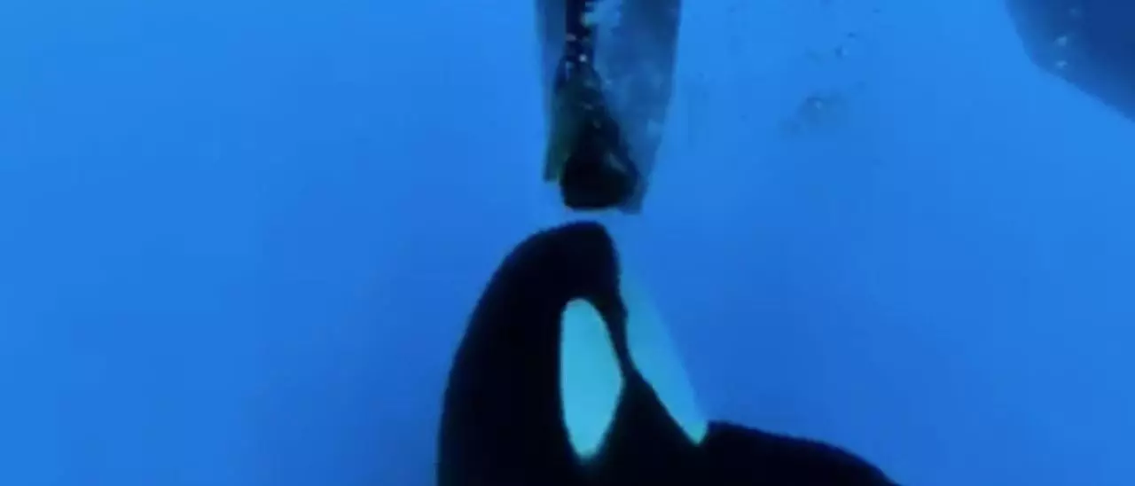 Las orcas, al ataque