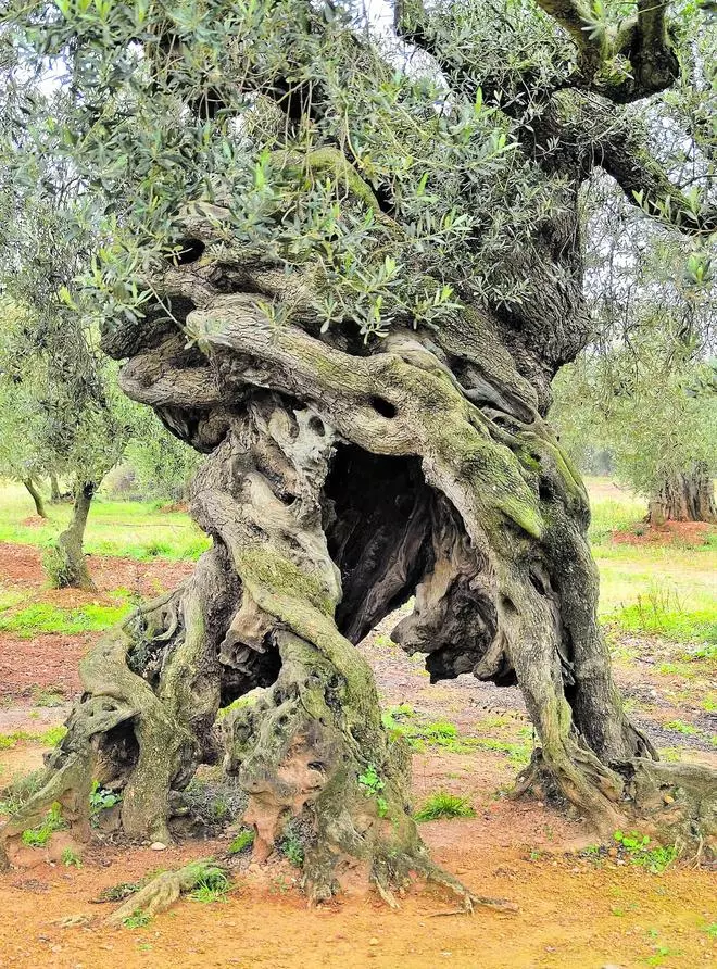 4.000 arbres monumentals, protegits per llei, sobreviuen