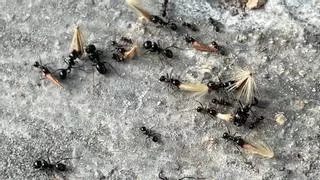 Un taller de hormigas para celebrar el Día mundial del medio ambiente