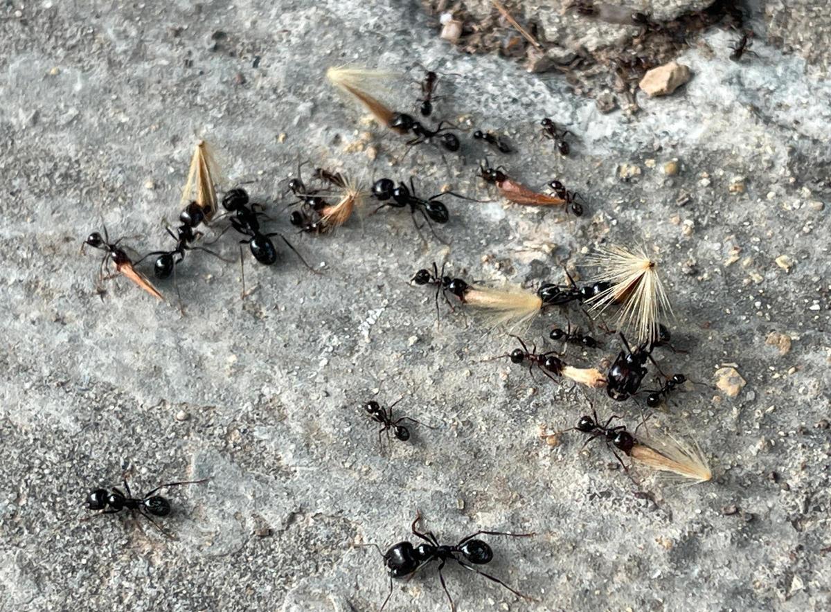 Hormigas en pleno trabajo