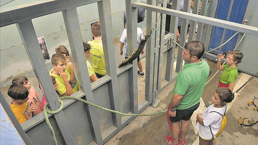 La ciudad exhibe 8 toros cerriles en cuatro días