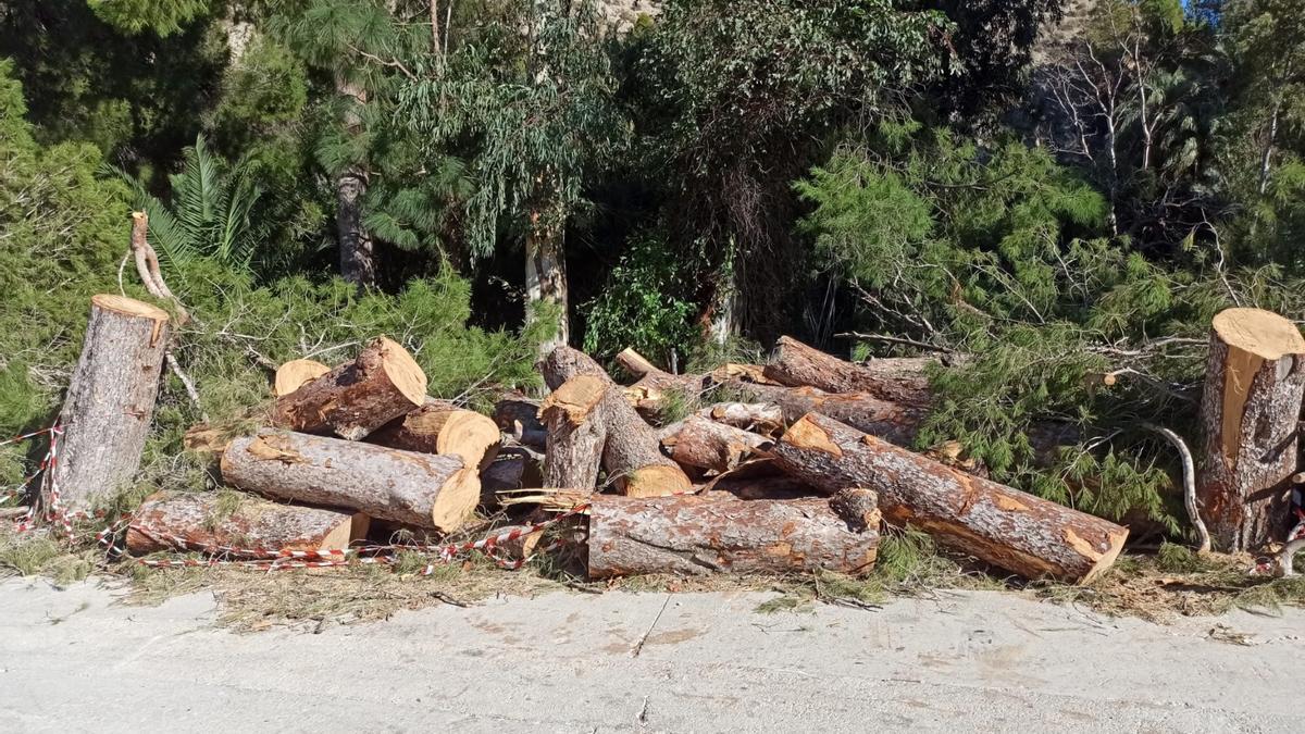 Tala de árboles en el balneario de Archena