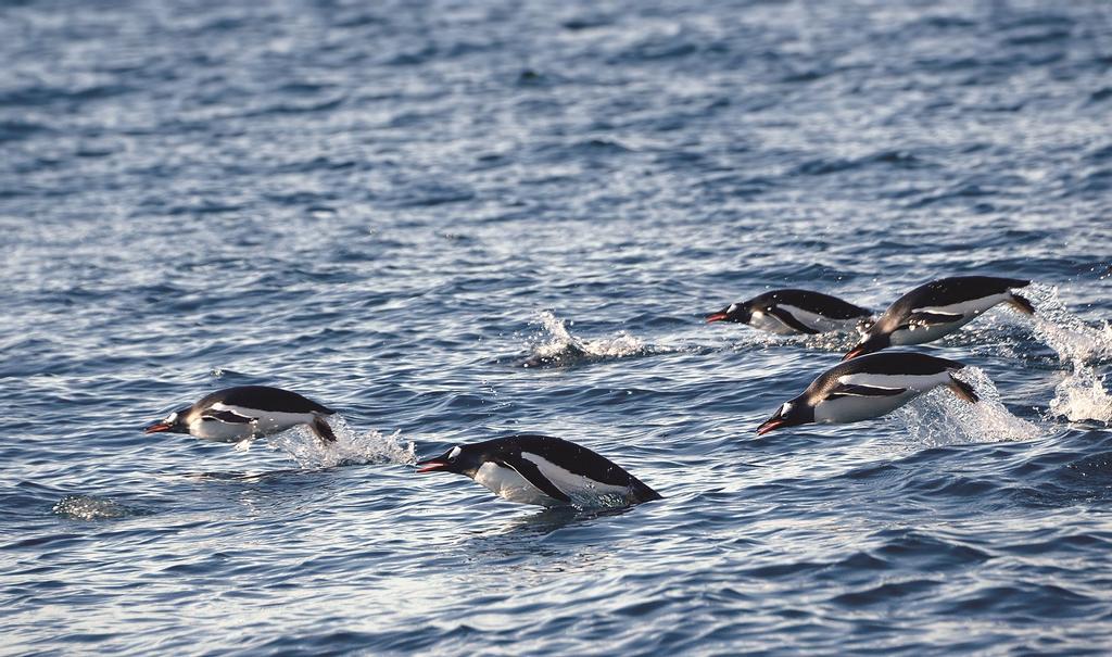 Ejemplares de pingüinos Papúa.