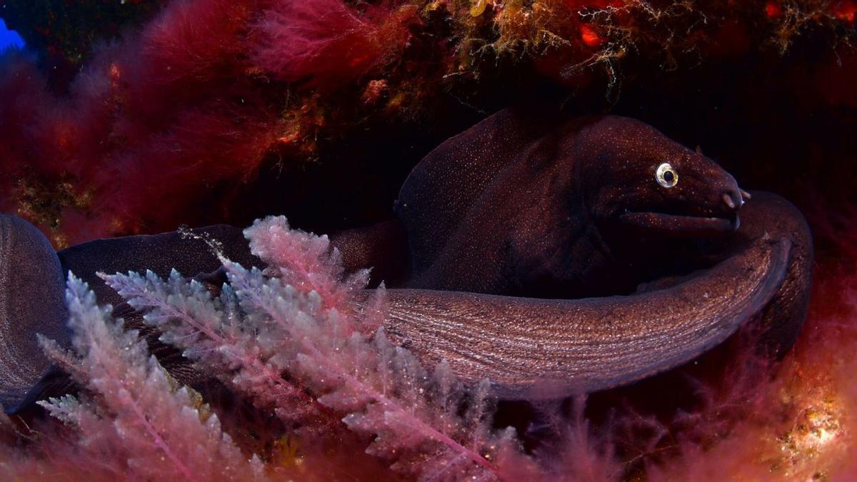 En las imágenes pueden verse algunas de las fotografías ganadoras del Open Fotosub de El Hierro, sacadas en la Reserva Marina Punta de La Restinga-Mar de Las Calmas, consideradas de los mejores destinos del planeta para esta práctica. | el día