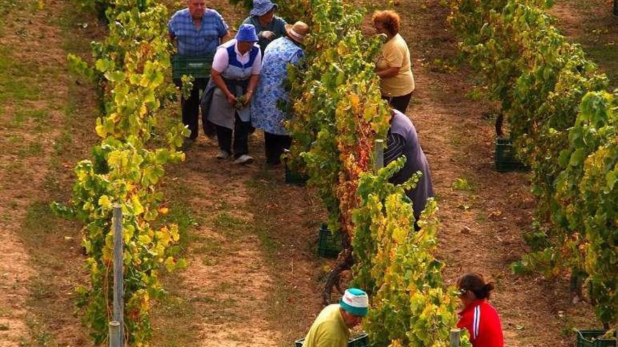 Primeras tareas de vendimia en O Ribeiro. // FdV