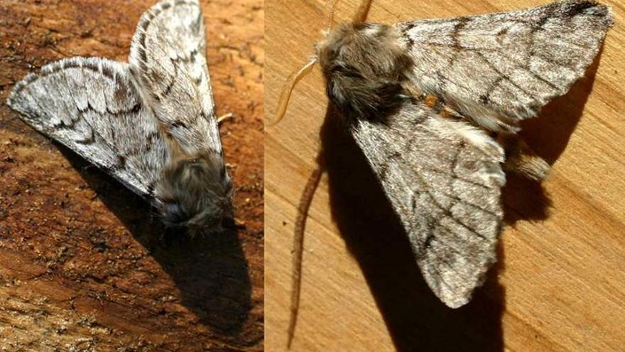 Thaumetopoea pityocampa: Así es la mariposa en la que se convierte la oruga procesionaria del pino