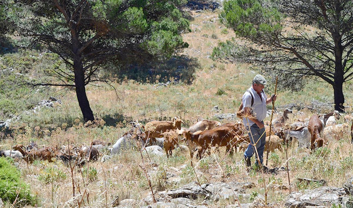 ‘Vacas bombero’: así ayuda el ganado a evitar incendios en Andalucía