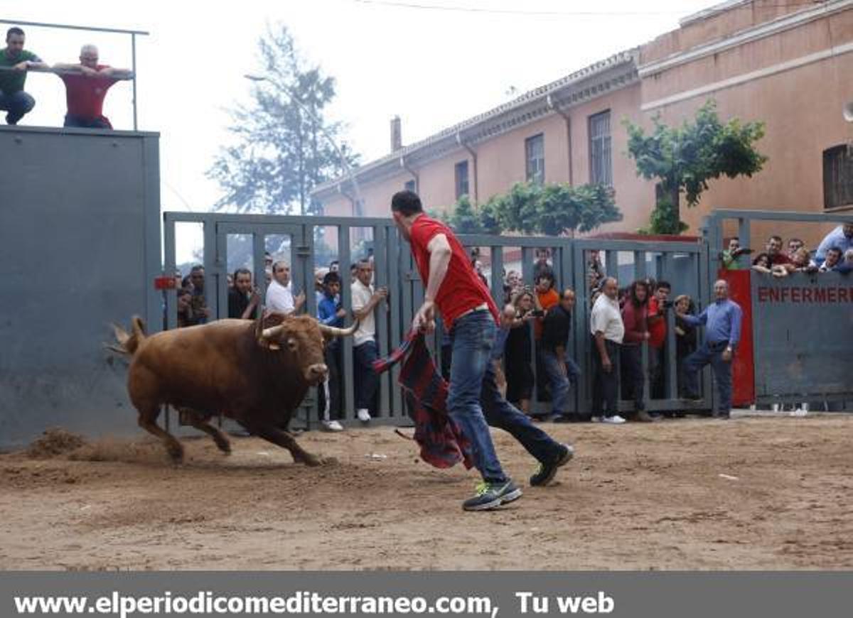 GALERÍA DE FOTOS - Fiestas de San Pascual bou al carrer