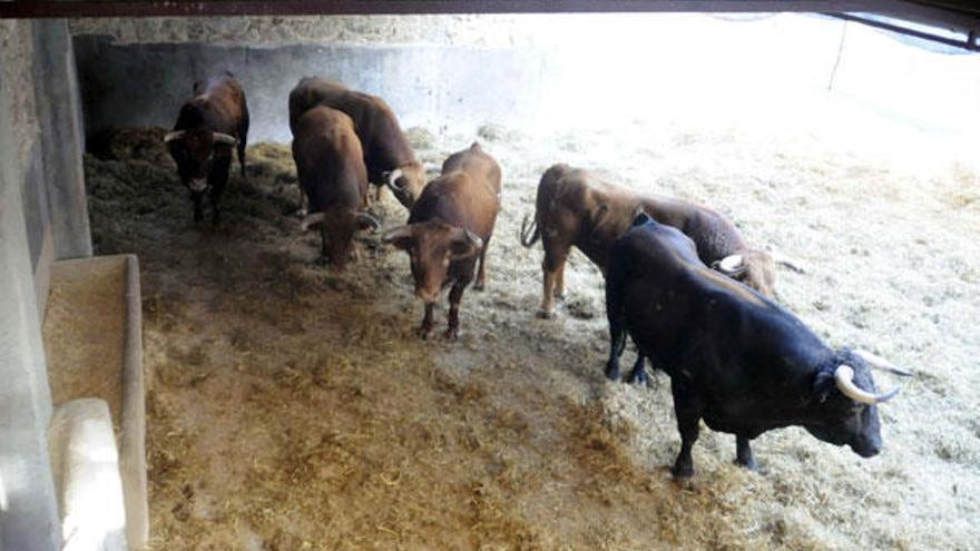 Los astados de la ganadería &quot;El Cortijillo&quot;, que lidiarán hoy &quot;El Cordobés&quot;, &quot;Paquirri&quot; y &quot;El Fandi&quot;, en los corrales de la plaza.  // Noé Parga