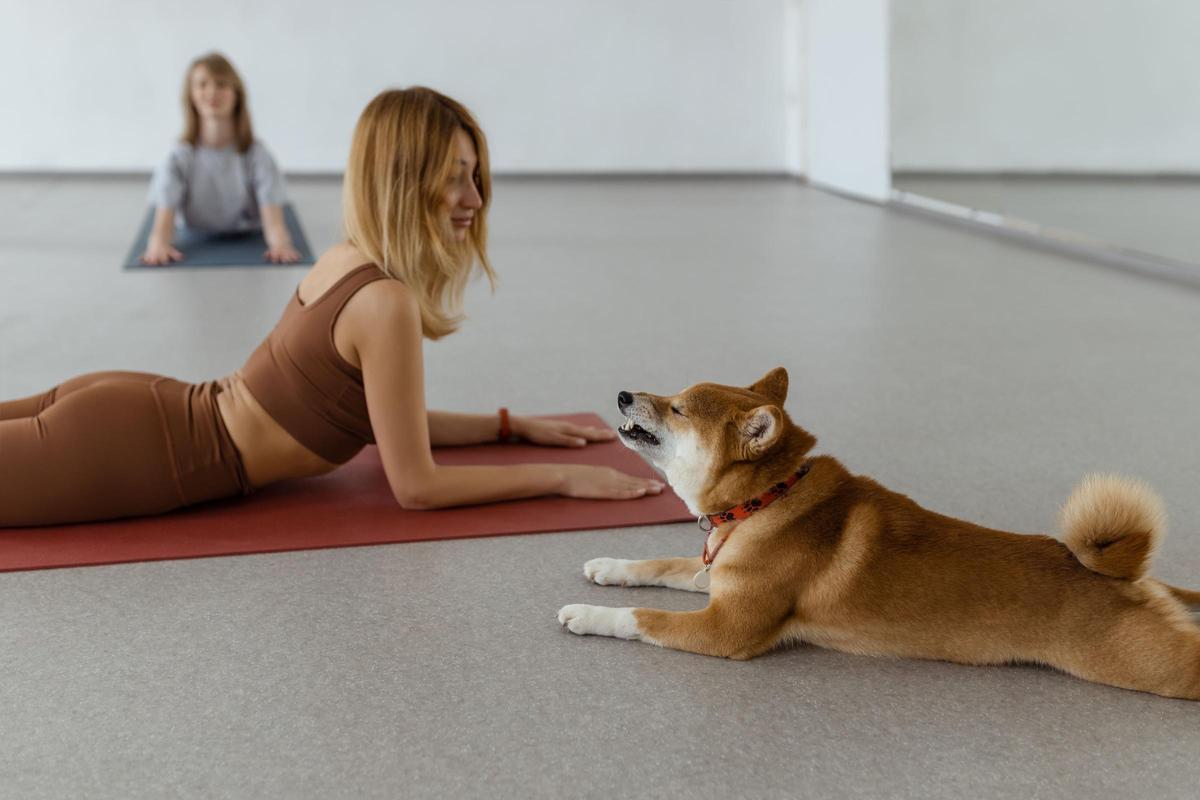 El doga es conocido popularmente como yoga para perros