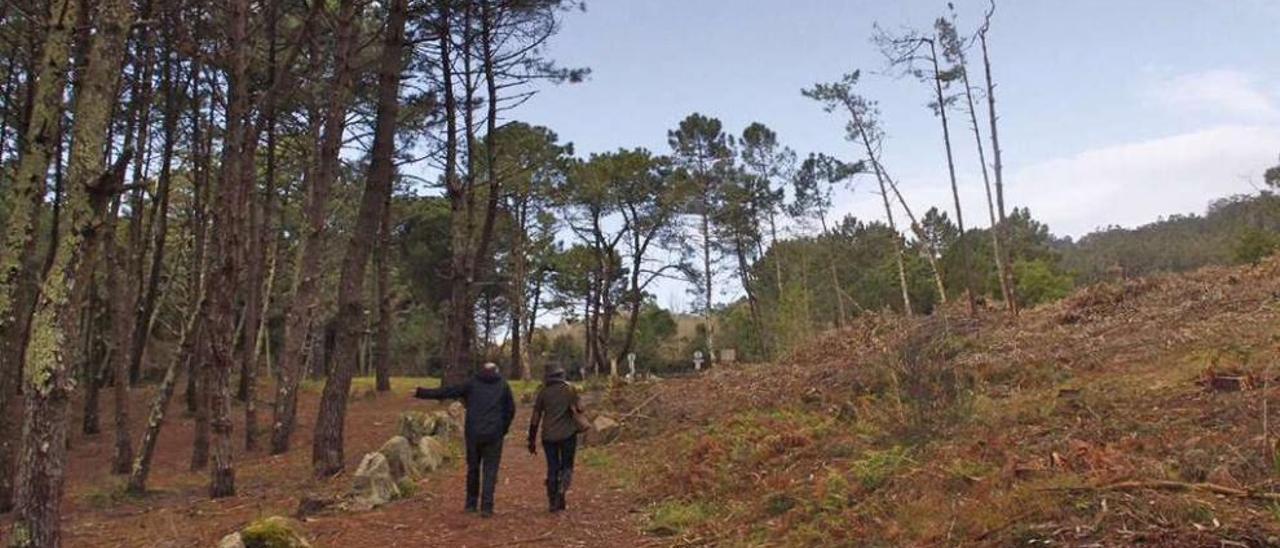 Los vecinos alertaron de la tala masiva de pinos en amplias zonas de Barra y Viñó . // G.Núñez