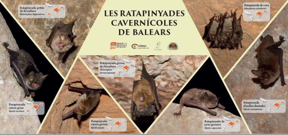 Tríptico sobre las siete especies de murciélagos cavernícolas de Baleares