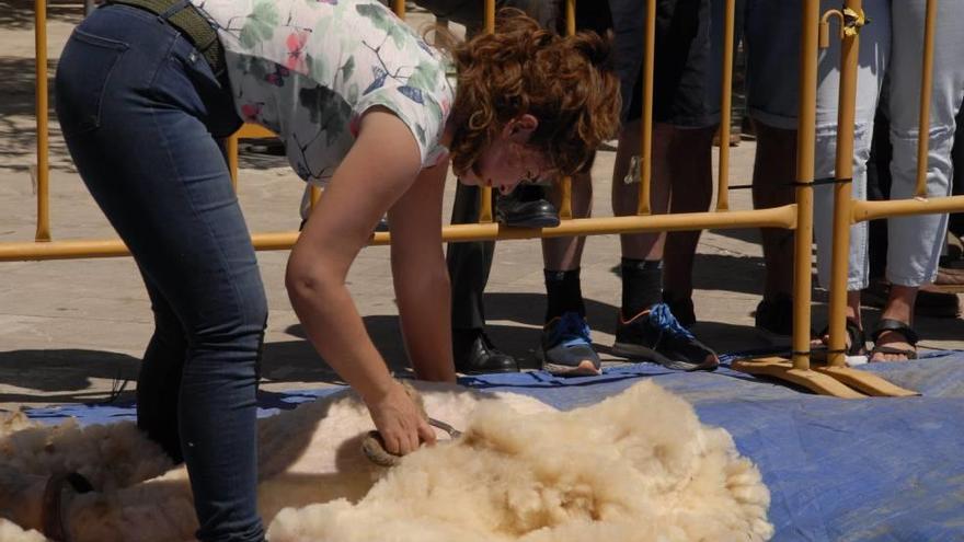 Exhibición de &#039;tondre&#039; en Consell