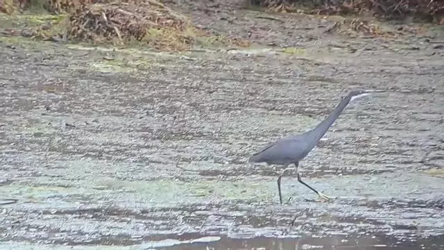 Avistada una garceta dimorfa en las Salinas de Ulló de  Vilaboa