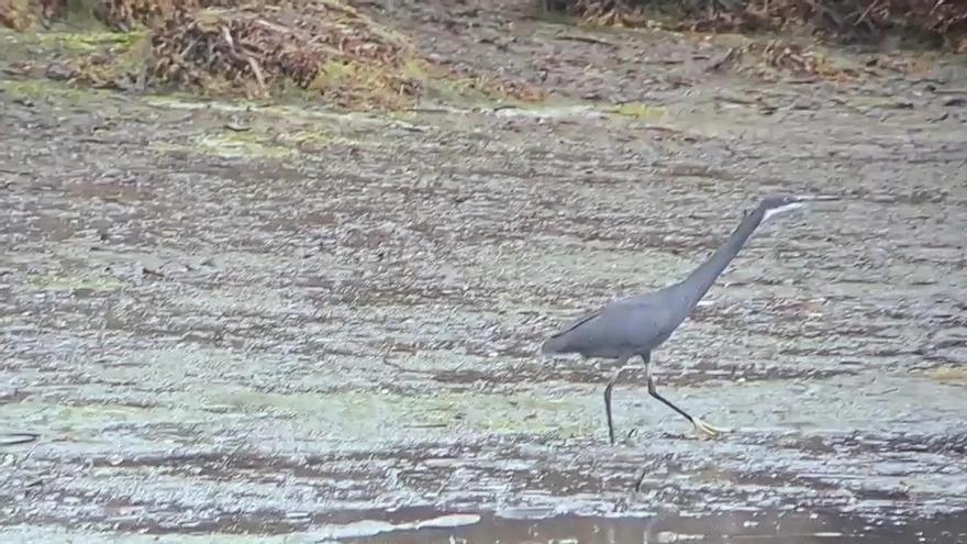 Avistada una garceta dimorfa en las Salinas de Ulló de  Vilaboa