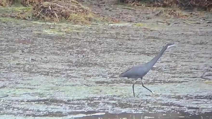 Avistada una garceta dimorfa en las Salinas de Ulló de  Vilaboa