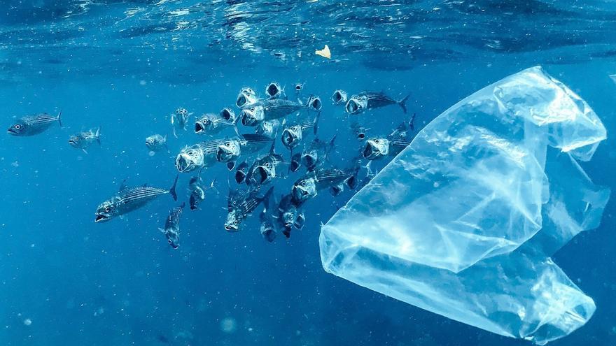 Resuelven el misterio del &#039;plástico desaparecido’ en los océanos: está en los corales