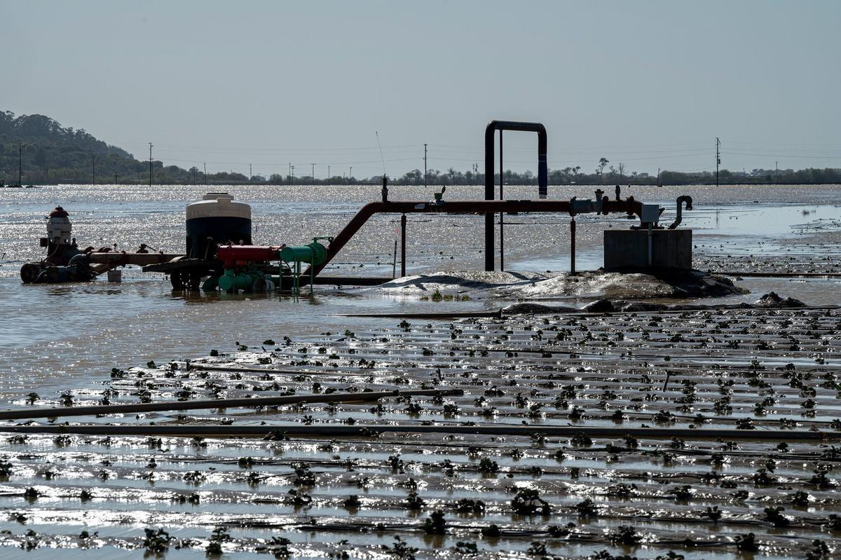 Campos inundados en Pájaro (California) debido al paso de un río atmosférico