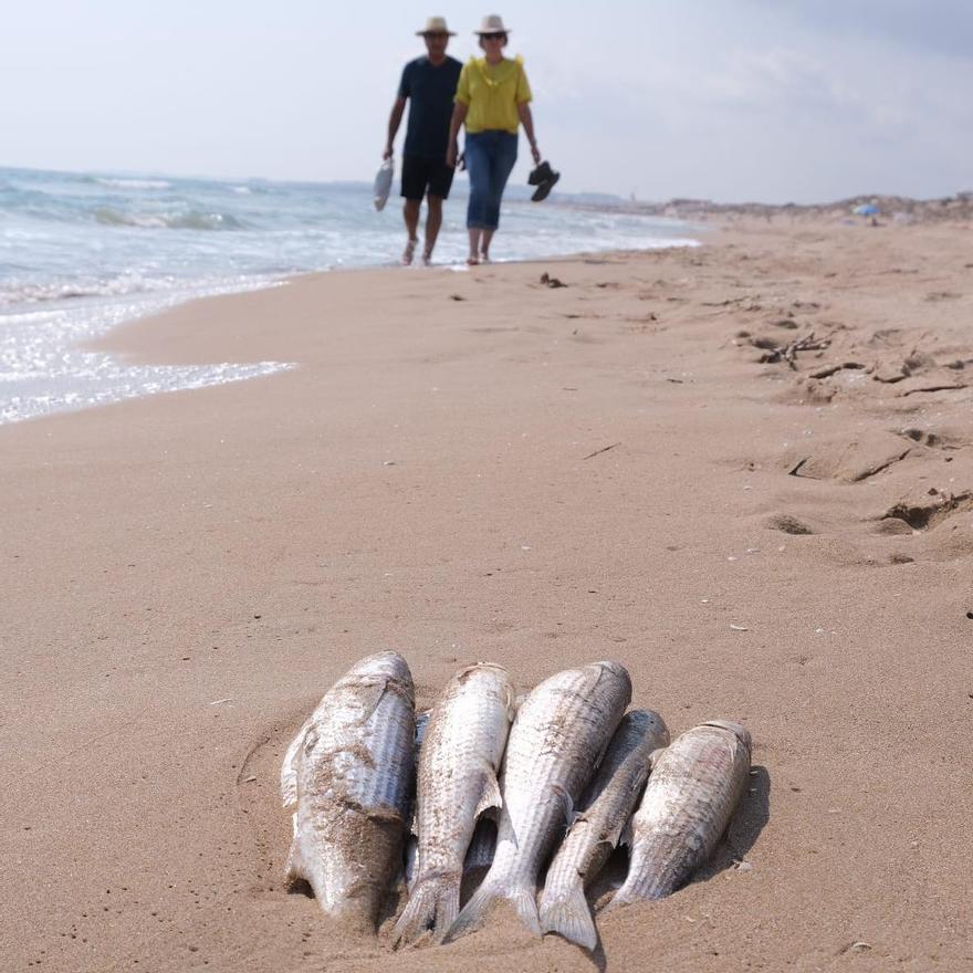 Preocupación en Guardamar ante la aparición de peces muertos