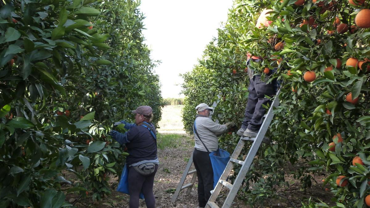 Imagen de la recolección de naranja en una finca de Palma del Río.