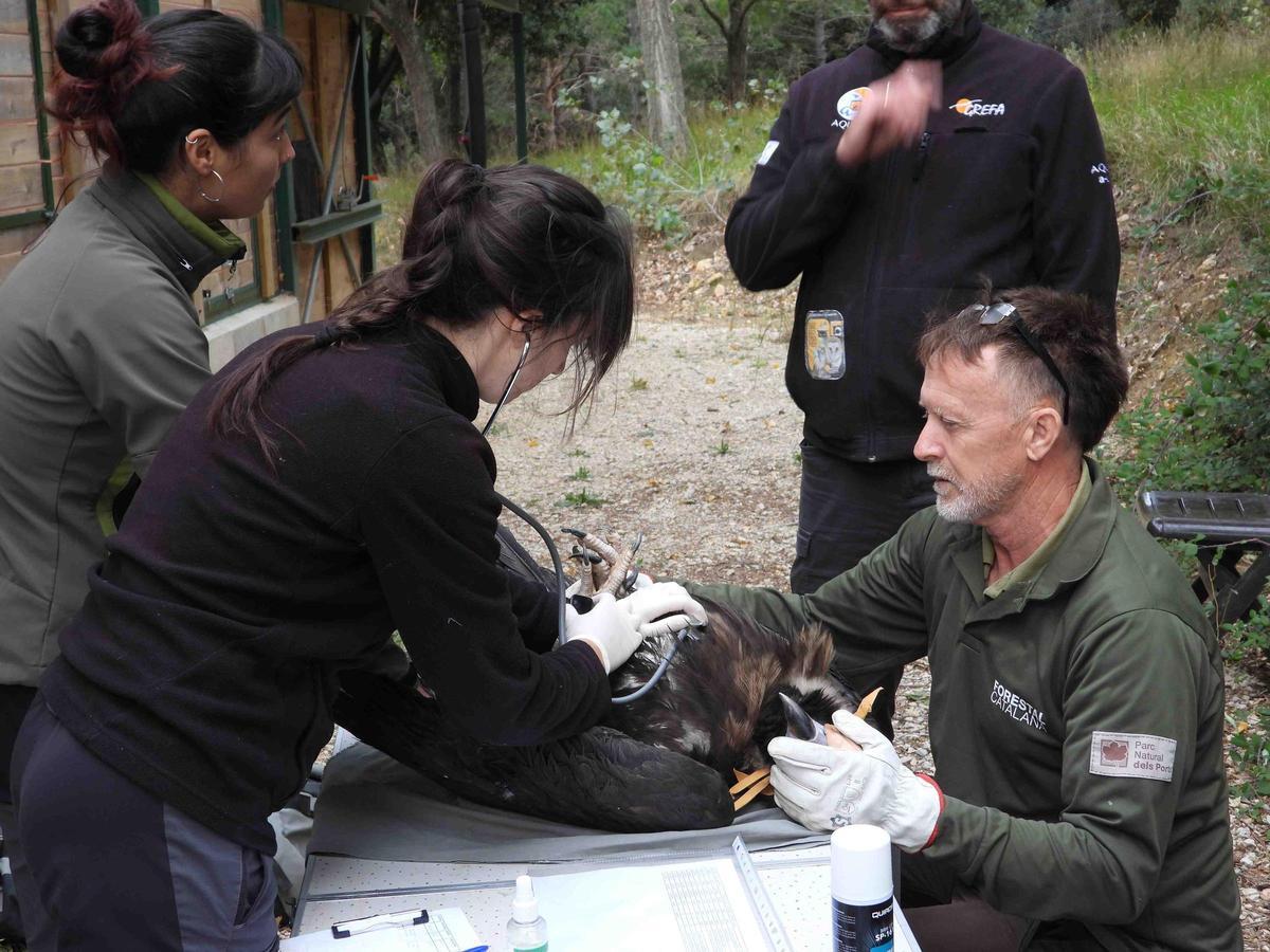 Revisión veterinaria de un buitre negro, antes de su marcaje con GPS.