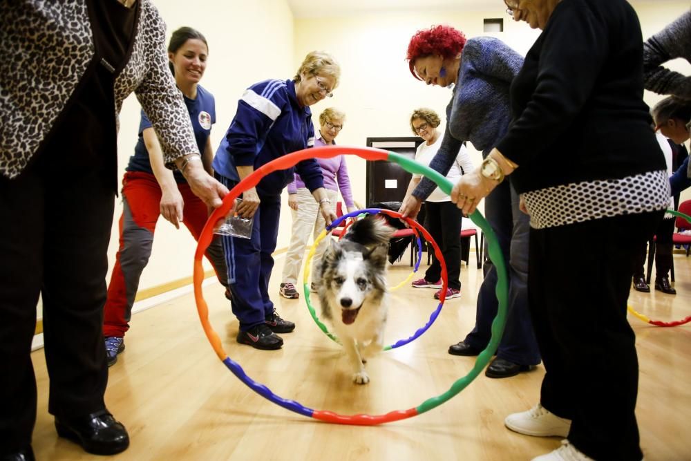 Taller de terapia con perros en el centro de mayores de Las Meanas, Avilés