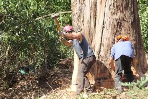 La caída de un gigante