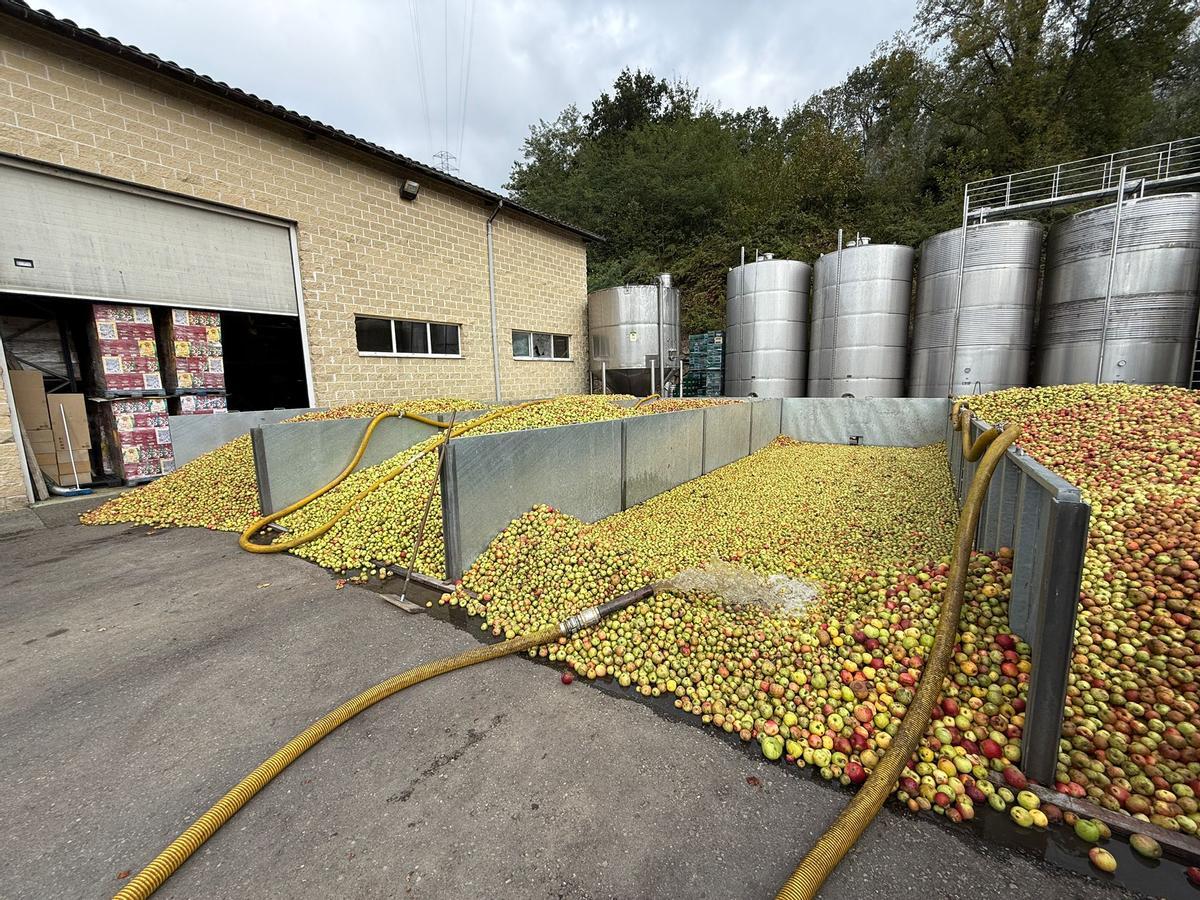 Manzanas en Sidra Cortina