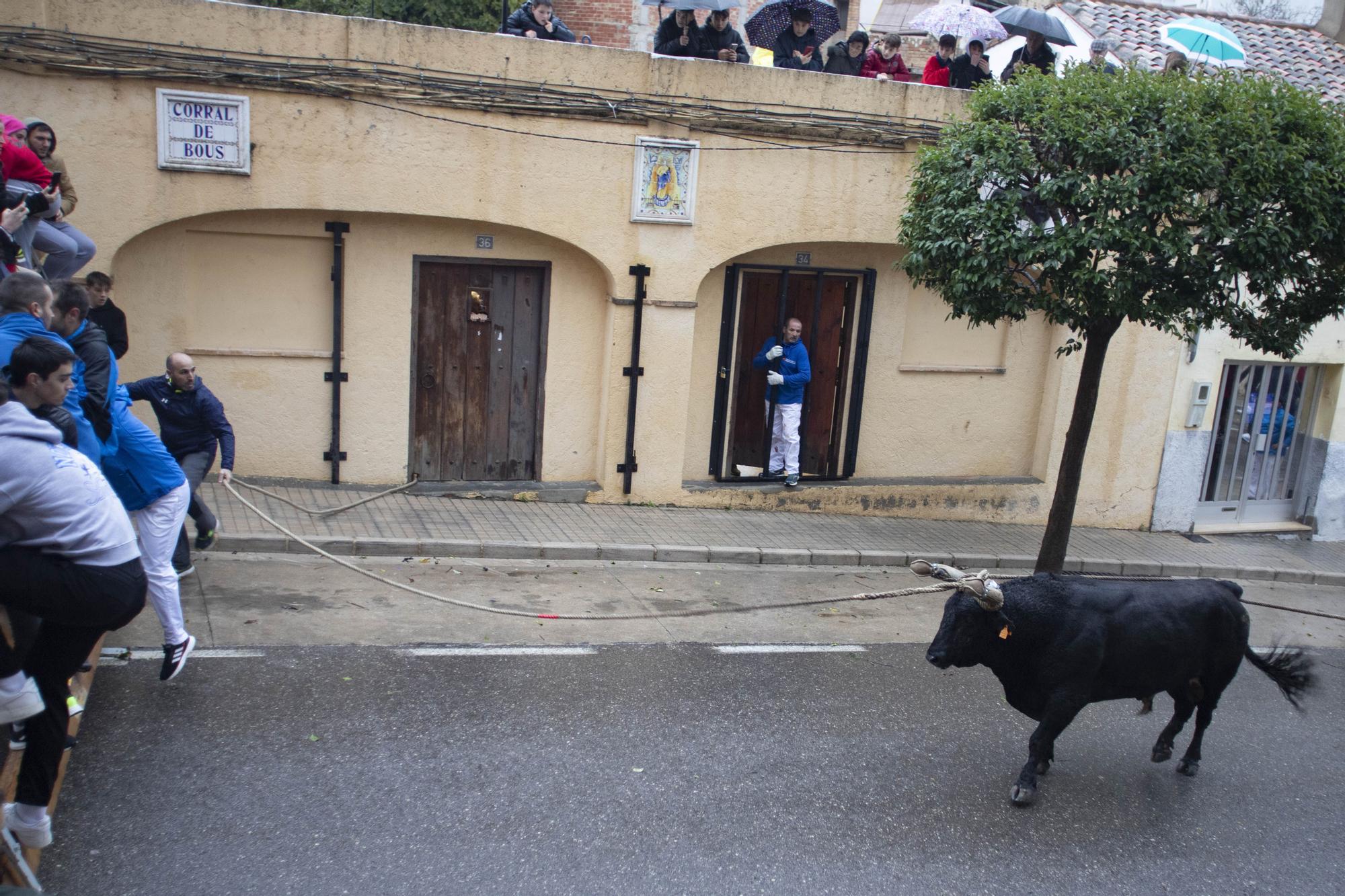 El "Bou en corda" vuelve al Pont Vell de Ontinyent