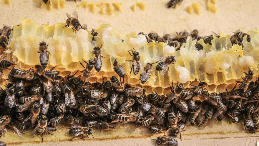 Visita temática al Clot de Galvany por el Día Mundial de las Abejas