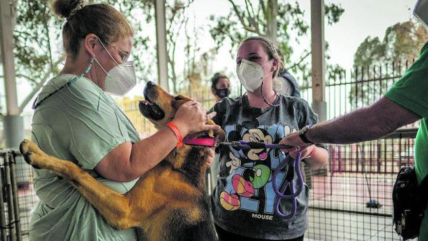 Un perro juega con una mujer en las instalaciones que se han improvisado para proporcionar un refugio a los animales afectados por la crisis volcánica de La Palma. | | ANDRÉS GUTIÉRREZ