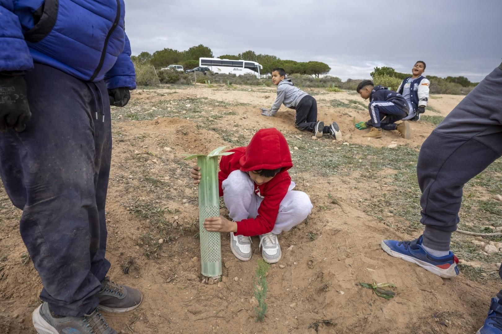Jornada escolar plantación de especies autóctonas junto al parque natural de las lagunas de Torrevieja y La Mata