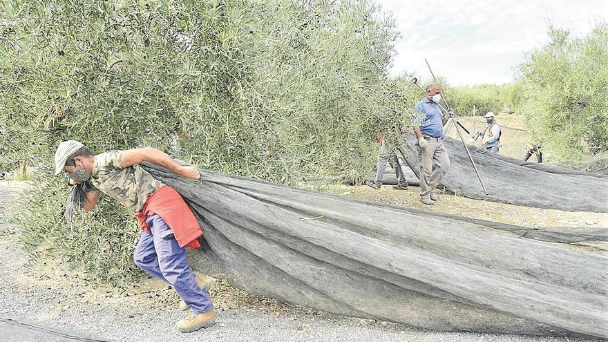 El campo, optimista por el precio del aceite en el inicio de campaña