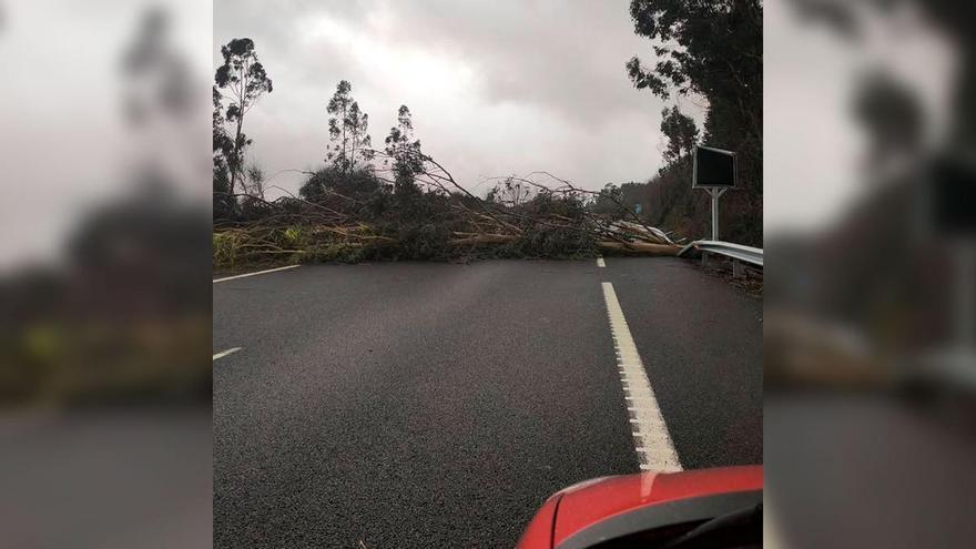 La caída de un árbol corta por completo la A-52 en A Cañiza en dirección a Vigo