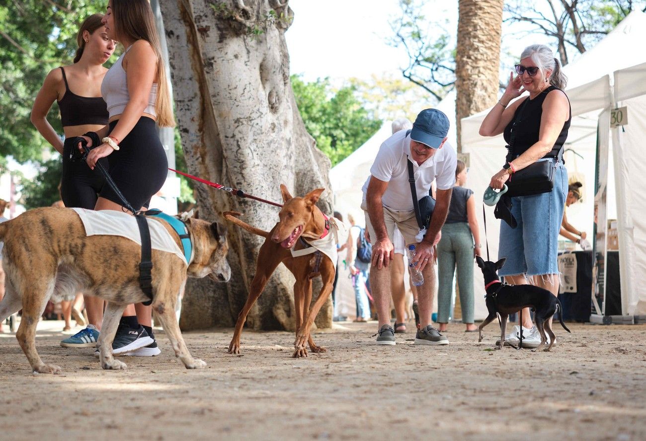 Día de los Animales en Santa Cruz